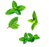 SuperMint™ Mint Essential Oil Blend 15 ml - Anahata Green LTD.